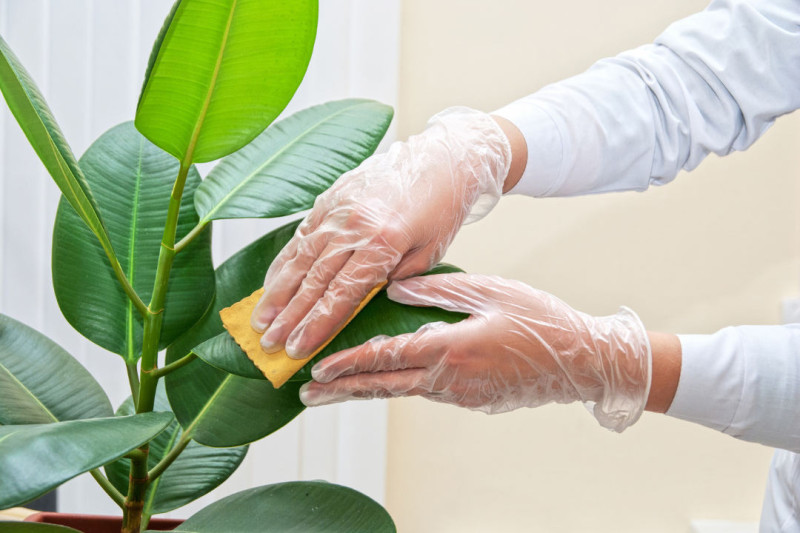 Estrategias para limpiar las plantas: consejos prácticos y fáciles